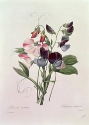 ラングロワによって刻まれたスイートピー（Lathyrus odoratur）、「Choix des Plus Belles Fleurs」、1827年から33年